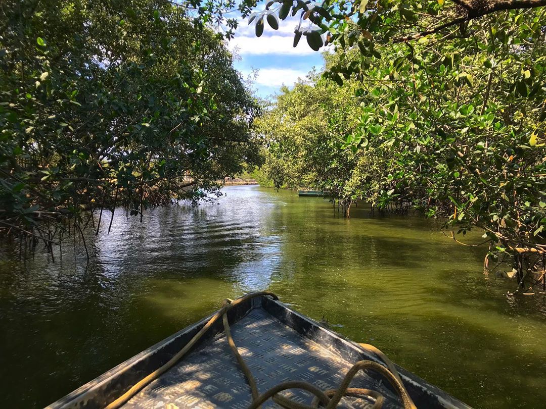 santuario nacional manglares de tumbes