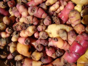 Papas, comida peruana