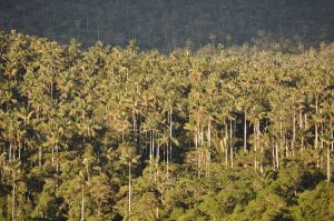 Área de Conservación Privada Bosque de Palmeras - Taulia - Molinopampa, Amazonas