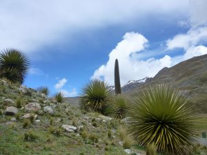 Millpu Ayacucho Puyas de Raimondi