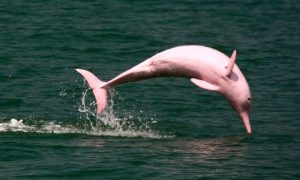 Peru vs australia delfín rosado