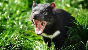 Peru vs australia demonio de tasmania