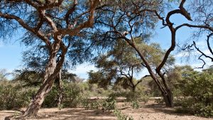 Bosque de Pómac Algarrobos
