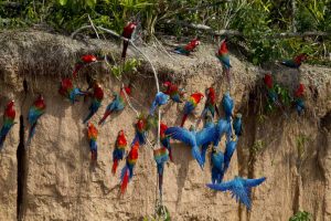Collpa de Guacamayos Lugares turísticos de Puerto Maldonado