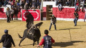yawar fiesta