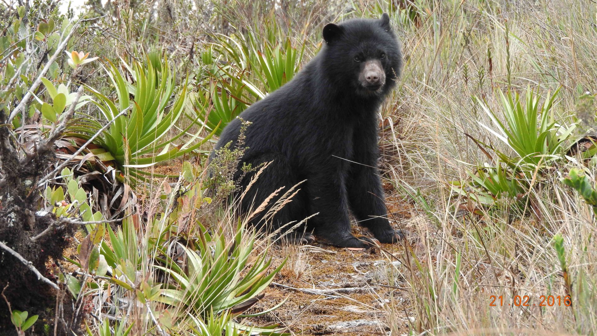 Bosques Nublados De Udima Descubre Este Refugio De Vida Silvestre