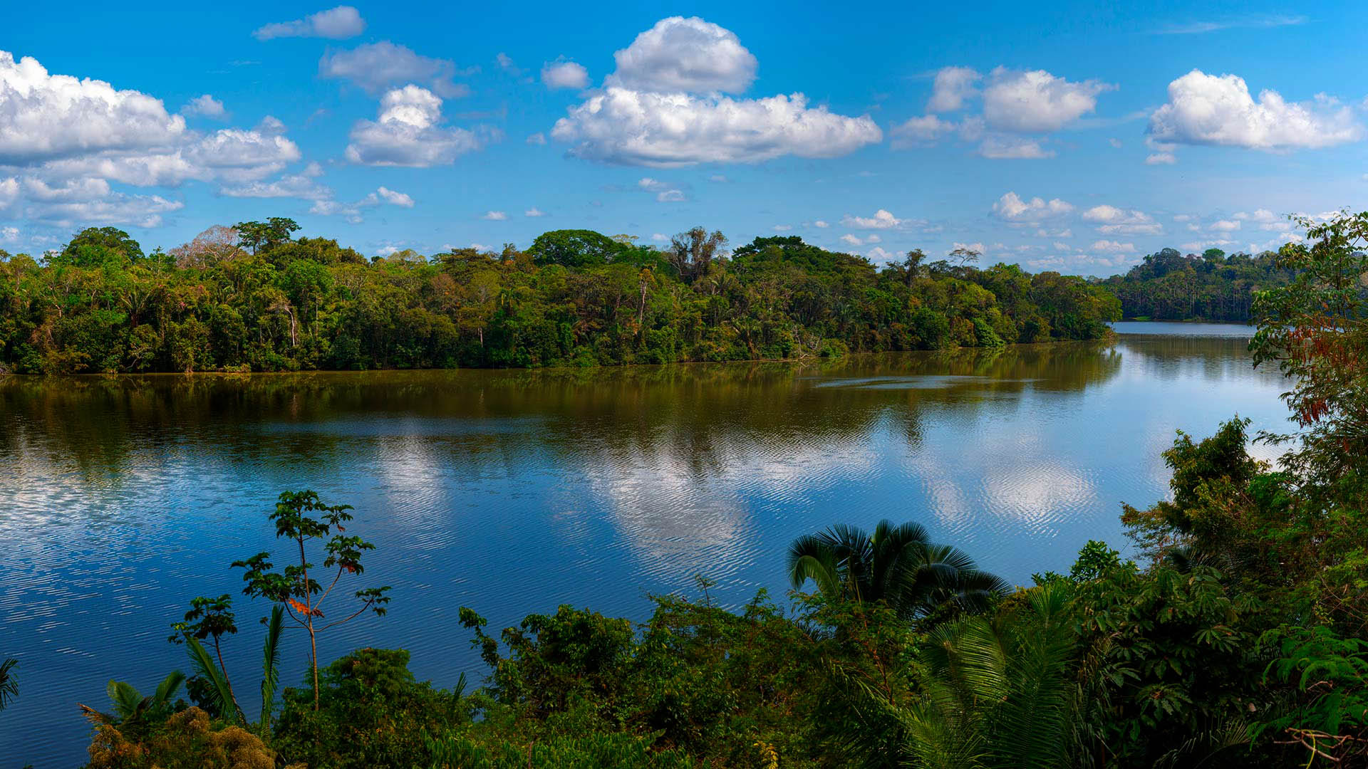 selva peruana