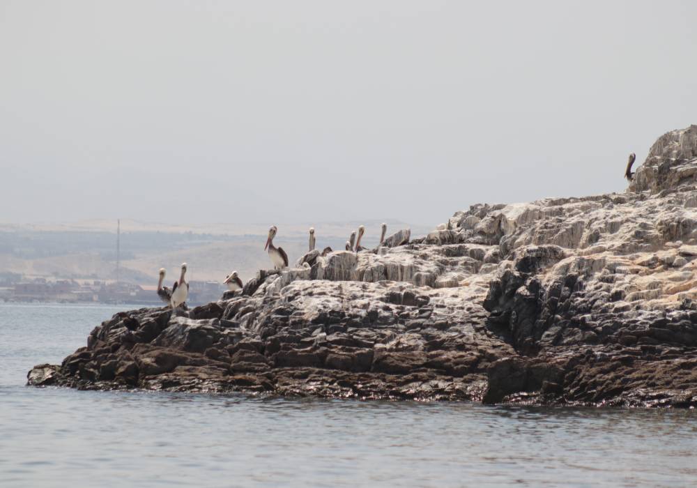 Isla Blanca, Chimbote - Viaja en bus