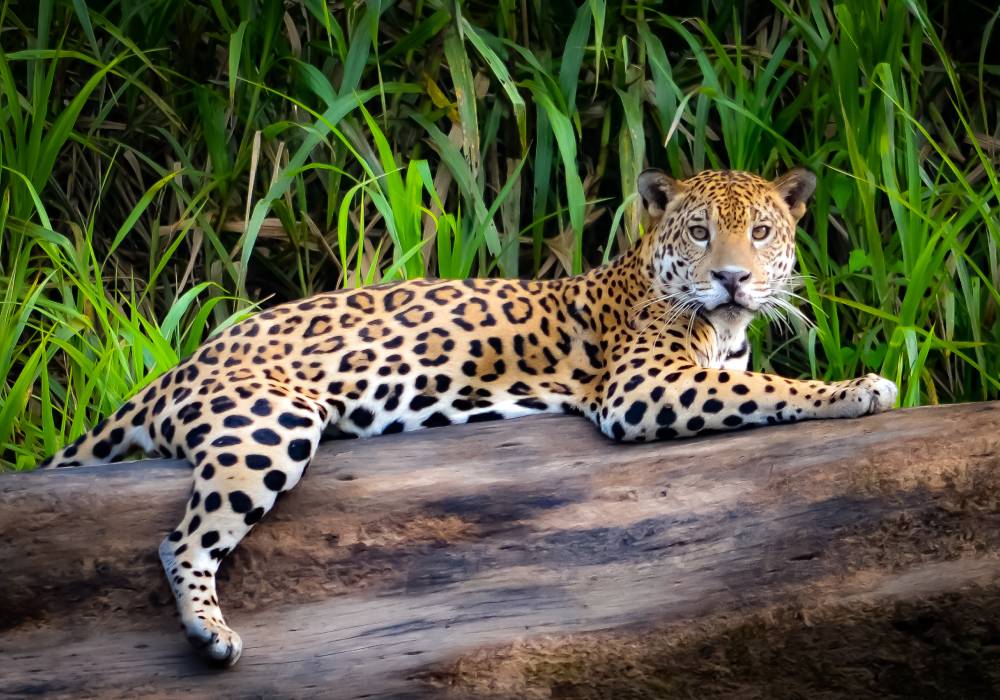 Jaguar a las orillas del Río Tambopata, Puerto Maldonado.