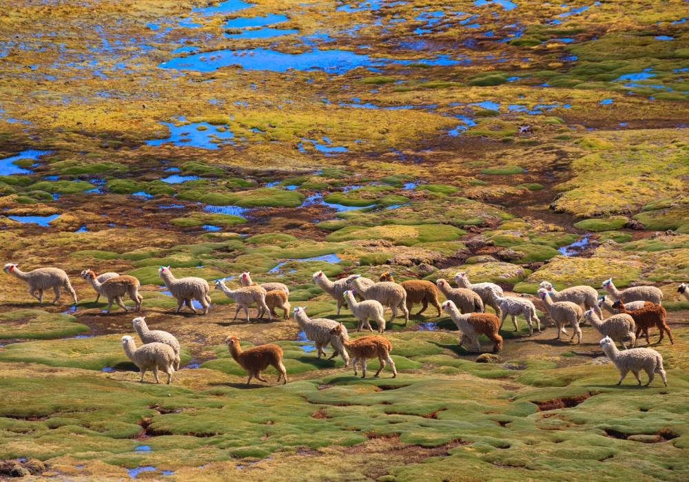 Alpacas en su hábitat en Ayacucho.