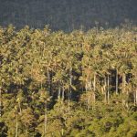 Área de Conservación Privada Bosque de Palmeras - Taulia - Molinopampa, Amazonas