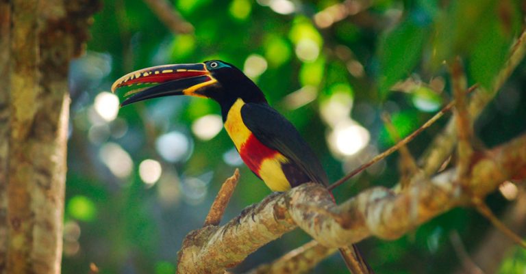 Parque Nacional del Manu: 5 motivos para visitarlo