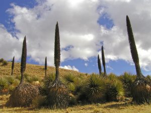 Laguna de Pultocc: Puya de Raimondi