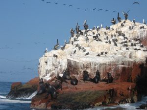 Fin de Semana en Pisco: Visita las Islas Ballestas