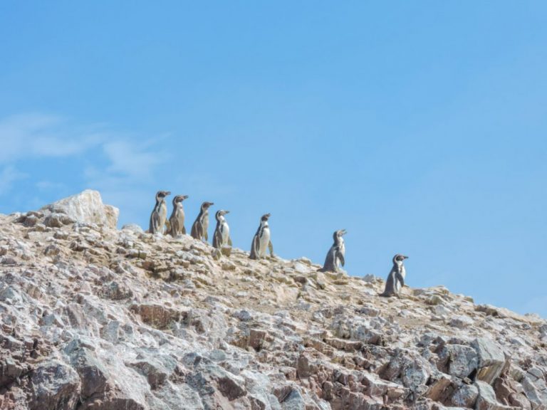 Islas del Perú: descubre todos los secretos del litoral peruano