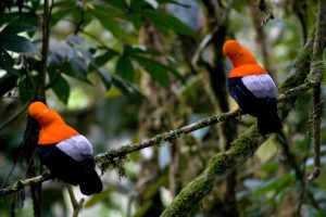 Gallito de las Rocas: Un ave que solo se encuentra en Madre de Dios