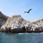 Fin de Semana en Pisco: Islas Ballestas