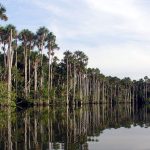 Reserva Nacional Tambopata