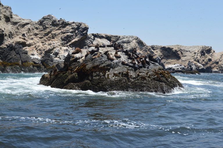 Isla Foca: Descubre este destino escondido en Paita