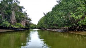 Santuario Nacional Manglares de Tumbes