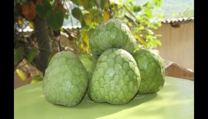 Chirimoya