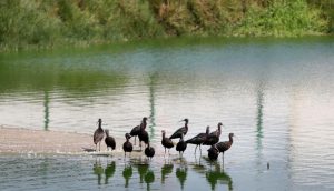 pantanos de villa