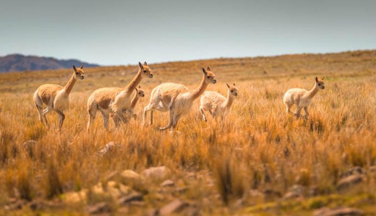 Guía de viaje a Pampa Galeras: la fascinante Reserva Nacional en Ayacucho