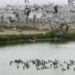 Día Mundial Aves Migratorias Pantanos de Villa