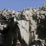 Día de las Aves Migratorias Paracas