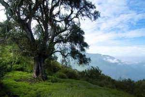 Regalos Para mamá Bosque de Zárate