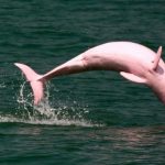 Peru vs australia delfín rosado