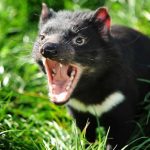 Peru vs australia demonio de tasmania
