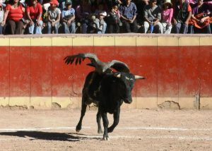 yawar fiesta