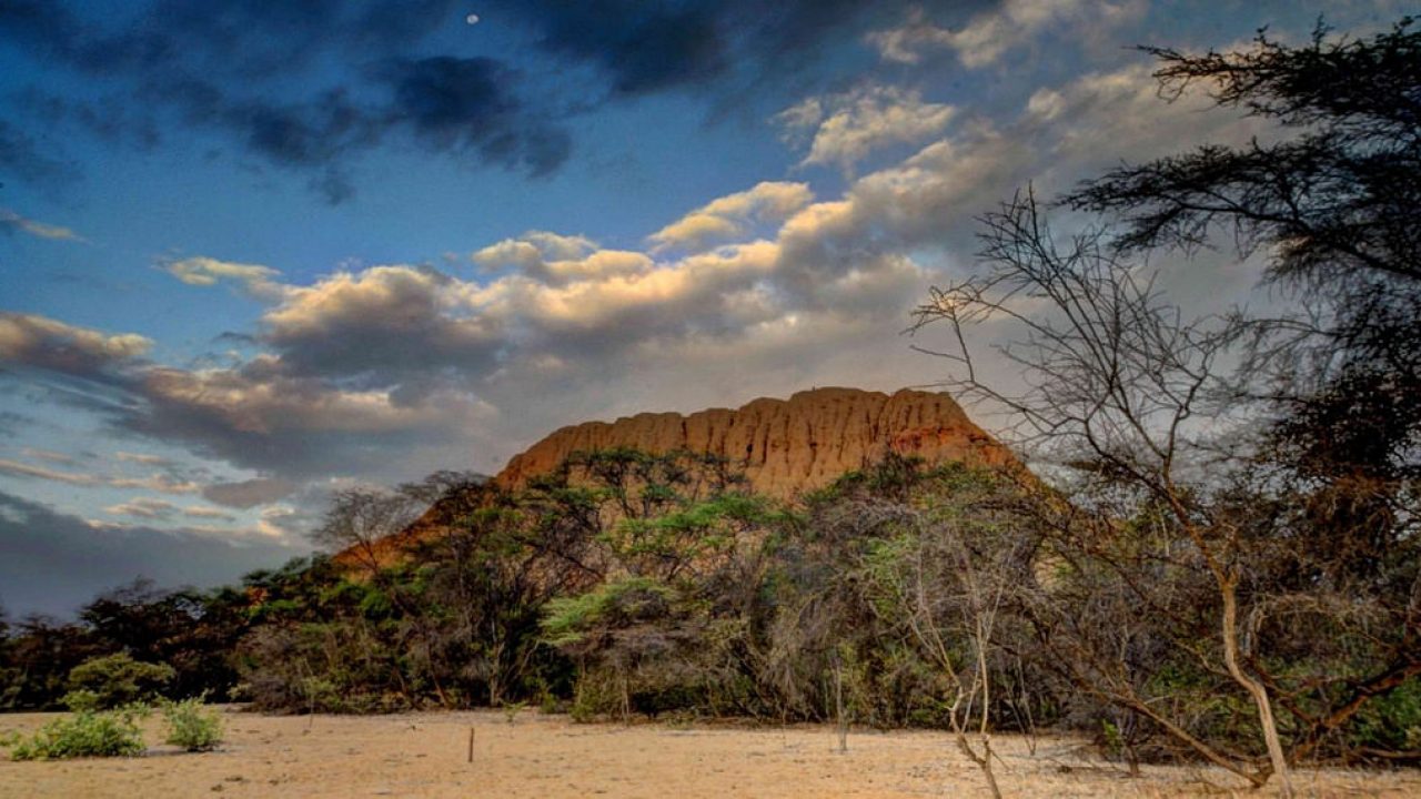 Bosque de Pómac: descubre cómo llegar a esta maravilla natural de Chiclayo  - Viajar por Perú