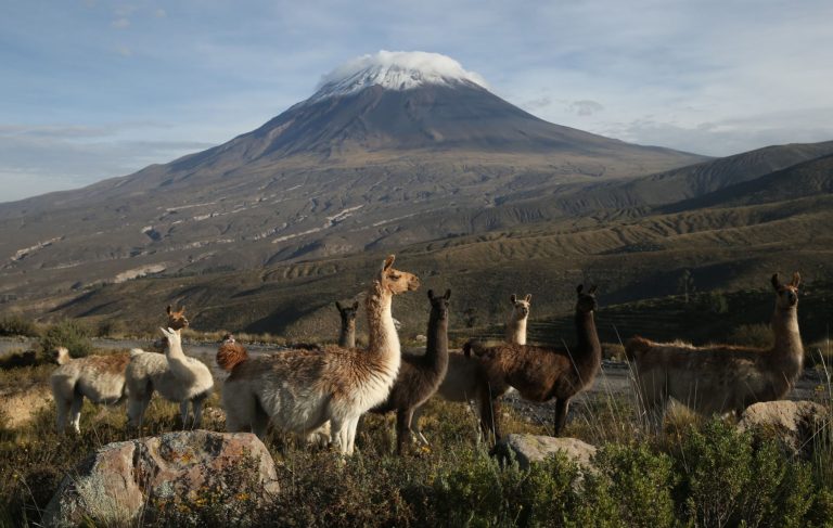 Salinas y Aguada Blanca: descubre esta Reserva Nacional de Arequipa