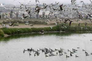 chorrillos