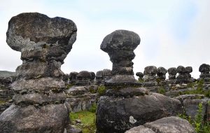 bosque de piedras
