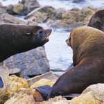 f-LOBOS-MARINOS-FINOS-EN-PUNTA-COLES-Moquegua