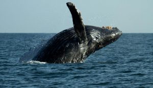 ballenas jorobadas
