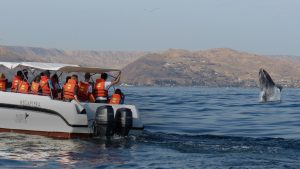 ballenas jorobadas