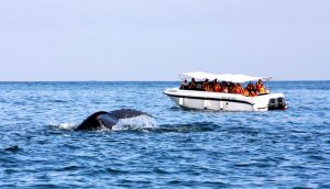 ballenas jorobadas