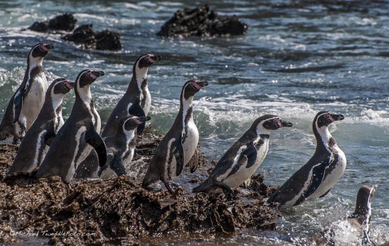 Marcona: conoce la cuna de los pingüinos en Ica