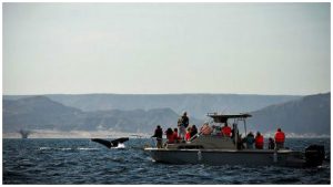 ballenas jorobadas