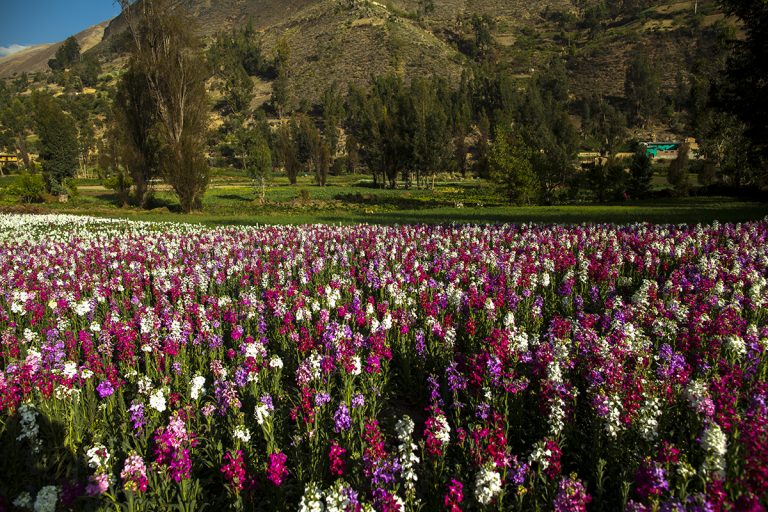 día de la primavera