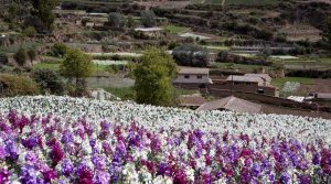 día de la primavera