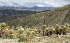 bosque de puya Raimondi