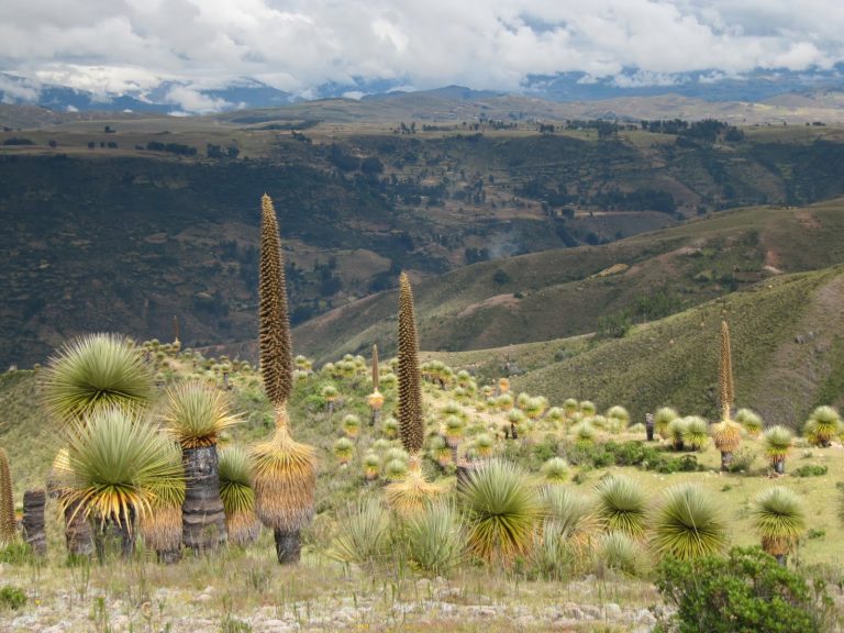 Titancayoc: sorpréndete con el bosque puya Raimondi en Ayacucho