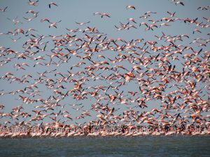 estuario de virrilá