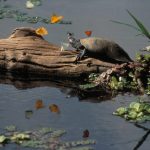 Perú-mariposas-y-tortugas