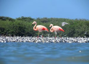 estuario de virrilá
